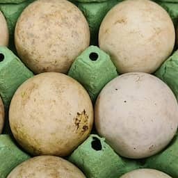 Eieren van papegaaiduikers op Schiphol onderschept en uitgebroed in Blijdorp