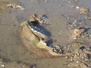 Lage waterstand Donau in Bulgarije brengt mammoetresten aan het oppervlak