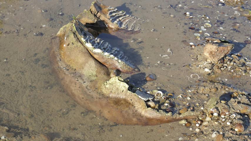 Lage waterstand Donau in Bulgarije brengt mammoetresten aan het oppervlak