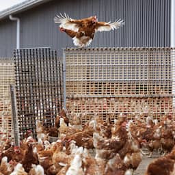 Ophokplicht pluimvee ook in Gelderse vallei per di