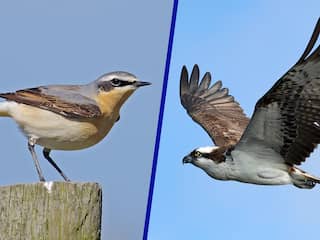 Veel minder vogels op het boerenland: 'De natuur vertelt ons iets'