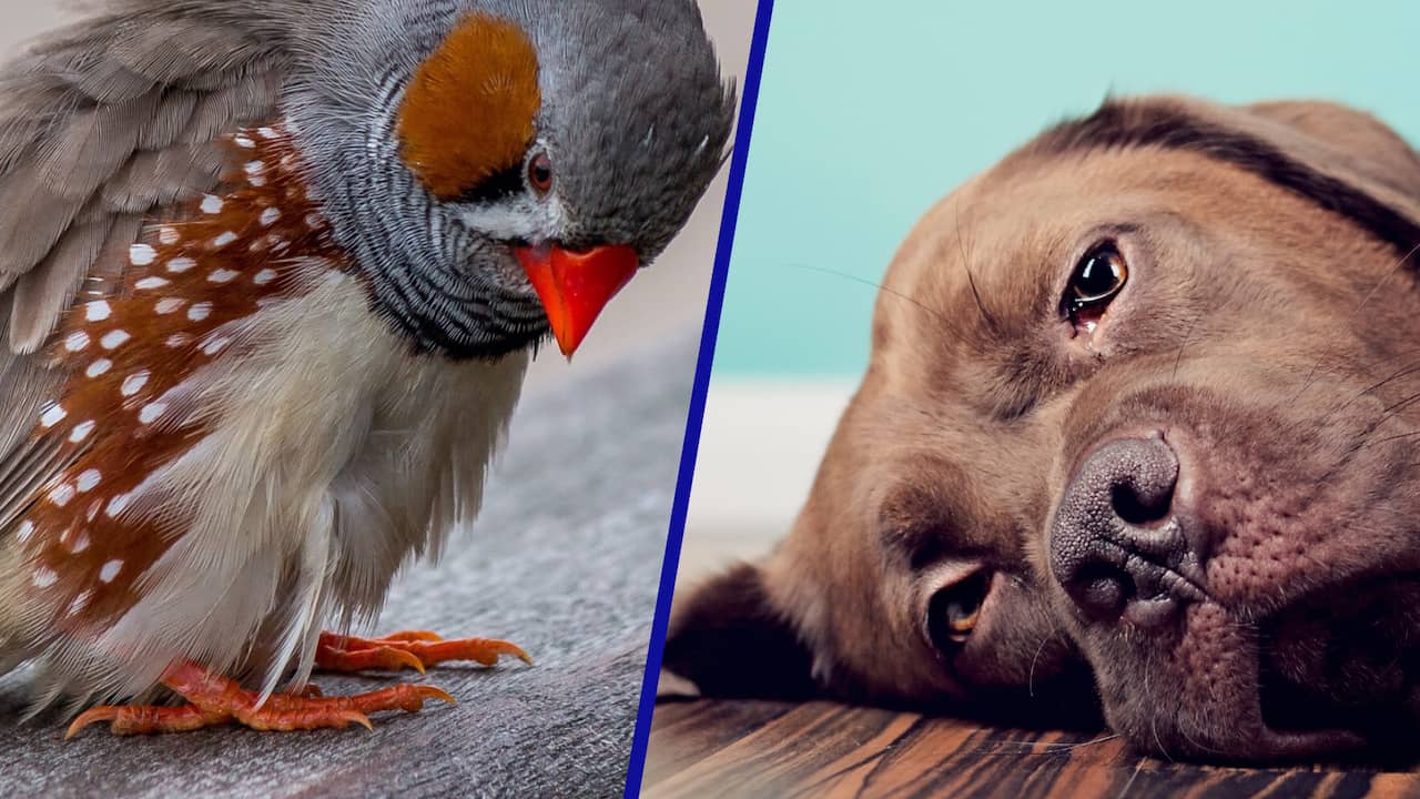 Kraanvogel op A2 niet enig dier dat rouwt: 'Olifanten condoleren elkaar'