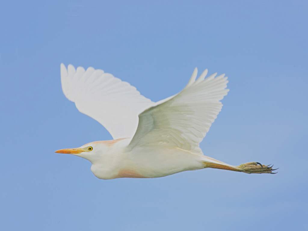 Steeds meer koereigers in Nederland door hogere temperaturen