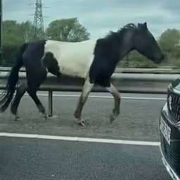 Video | Kudde paarden rent langs auto's over Engelse snelweg