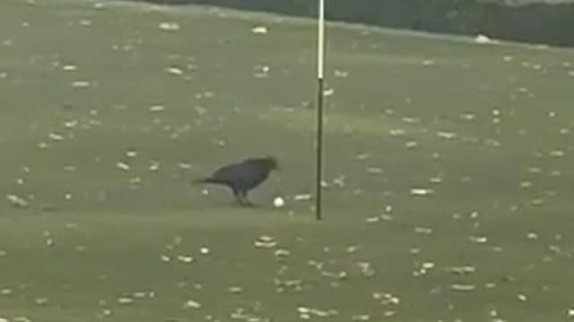 Eagle of Birdie? Kraai tikt golfbal in hole in VK