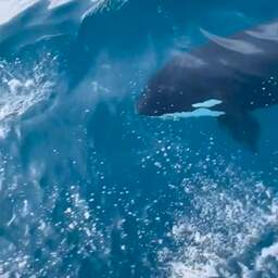 Video | Orka achtervolgt jacht dat voor Spaanse kust vaart