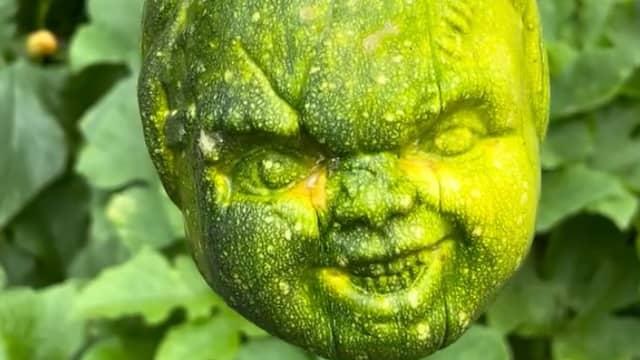 Amerikaanse boerderij kweekt pompoenen met griezelige gezichten