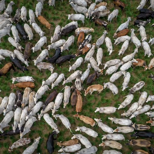 Illustratie bij: Braziliaanse dierlijke producten komen EU niet meer in door antibioticaregel