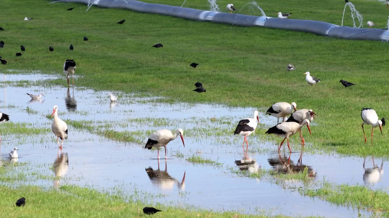 Video | Tientallen ooievaars op muizenjacht in ondergelopen weiland bij Joure
