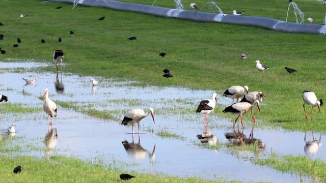Tientallen ooievaars op muizenjacht in ondergelopen weiland bij Joure