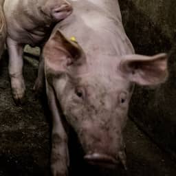 Brabantse Staten steunen nieuwe stikstofkoers provincie ondanks intimidatie FDF