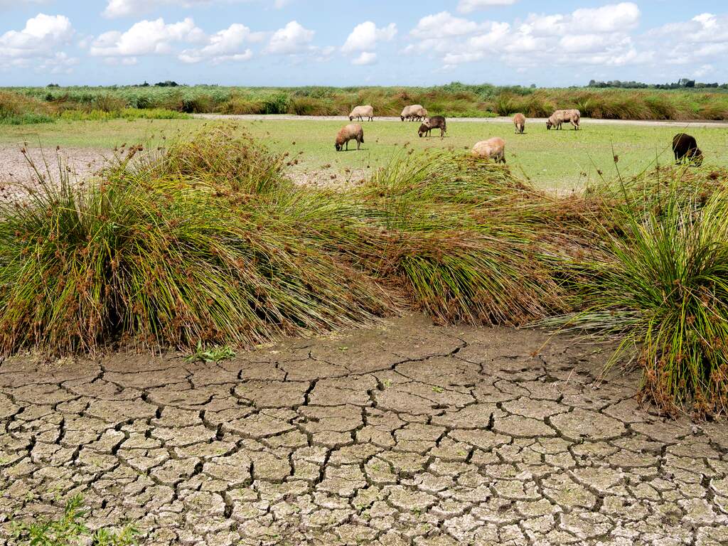 Grondwaterpeil Brabant moet structureel omhoog om droogte tegen te gaan