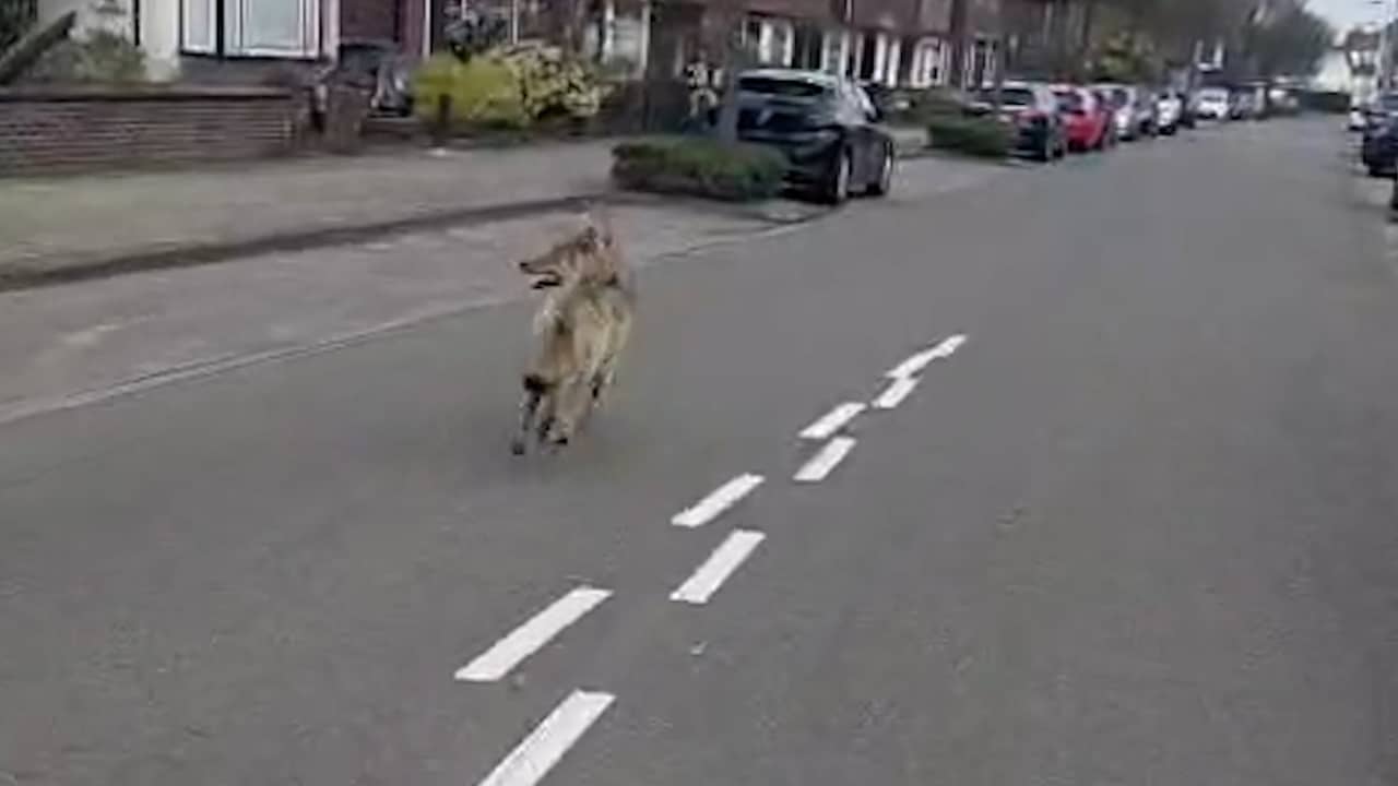 Video | Wolf rent door een woonwijk in Hengelo
