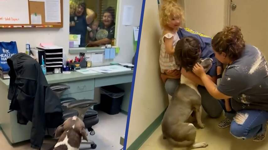 Hond in VS na maandenlange vermissing herenigd met baasjes