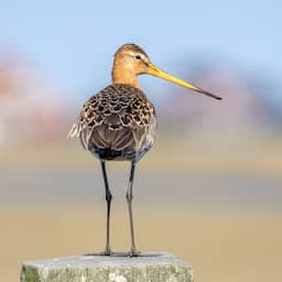Vogelbescherming niet overtuigd van plan minister om grutto beter te beschermen