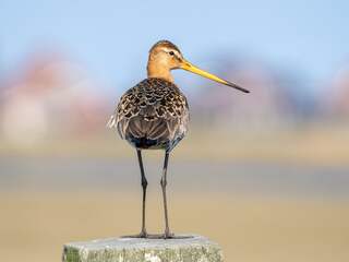 Vogelbescherming niet overtuigd van plan minister om grutto beter te beschermen