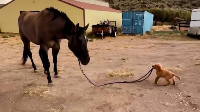 Goldenretrieverpuppy laat paard uit aan touw in VS