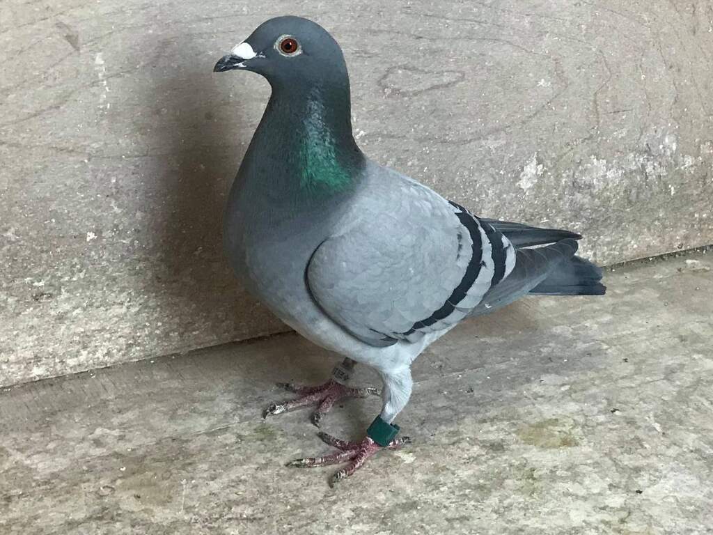 Postduiven ter waarde van honderdduizenden euro's gestolen in Fries Steggerda