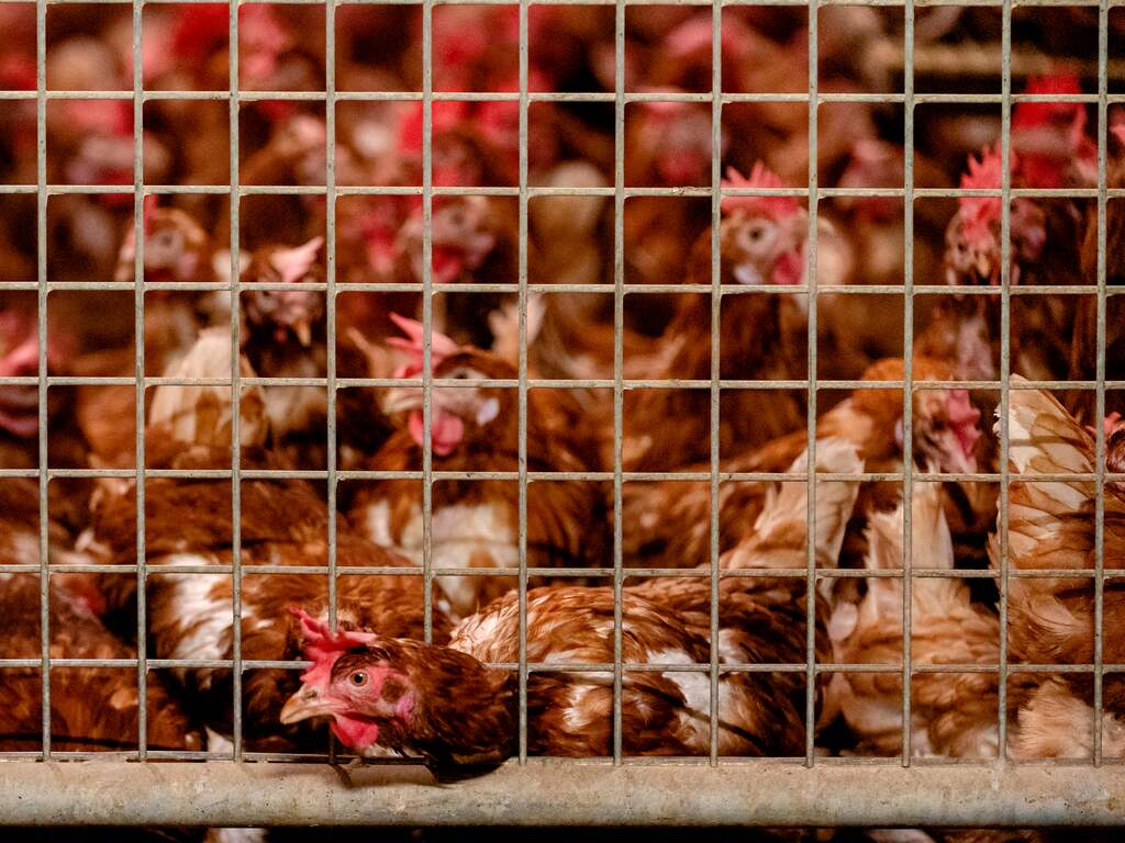 575.000 kippen stierven afgelopen jaar onderweg naar het slachthuis