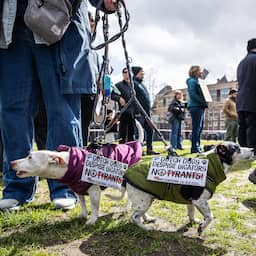 Live Iran | Honderden mensen demonstreren op Malieveld tegen oorlog