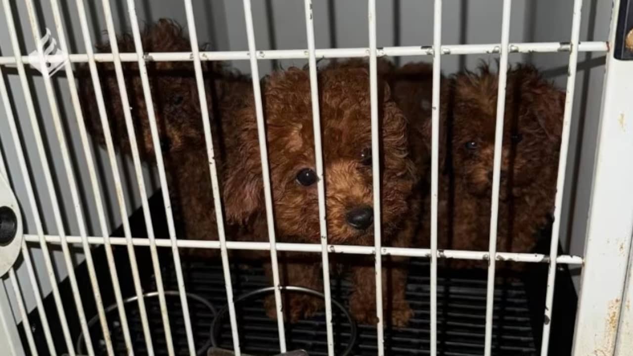Politie vindt 23 verwaarloosde honden in Amsterdam: 'Zaten onder de ontlasting'