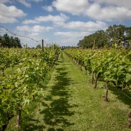 Netherlands becoming more attractive for viticulture: 'But hotter isn't always better'