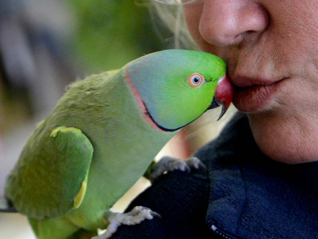 Machinist redt parkiet tussen ruitenwissers door trein te stoppen