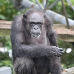 'Geniale' chimpansee Ai (49) overleden in Japan, kon tellen en woorden leren