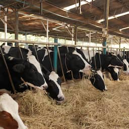 Boeren bezorgd over Gelderse stikstofplannen: 'Vraag me af hoe het verder moet'