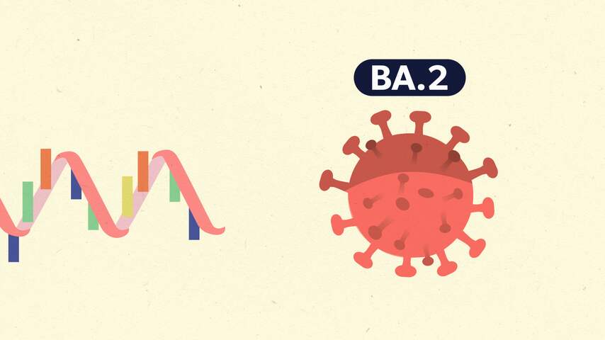 Waarom de BA.2-variant van omikron de 'sluipende variant' wordt genoemd