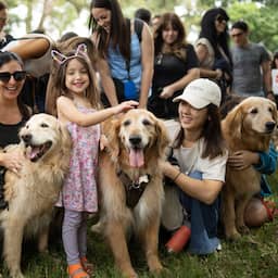 Argentijns park overspoeld met 2.400 golden retrievers voor wereldrecord
