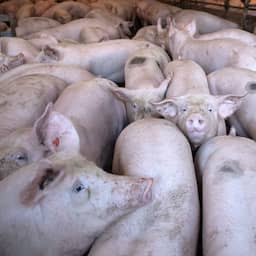 Honderden dode varkens gevonden in Limburgse stal, doodsoorzaak onduidelijk