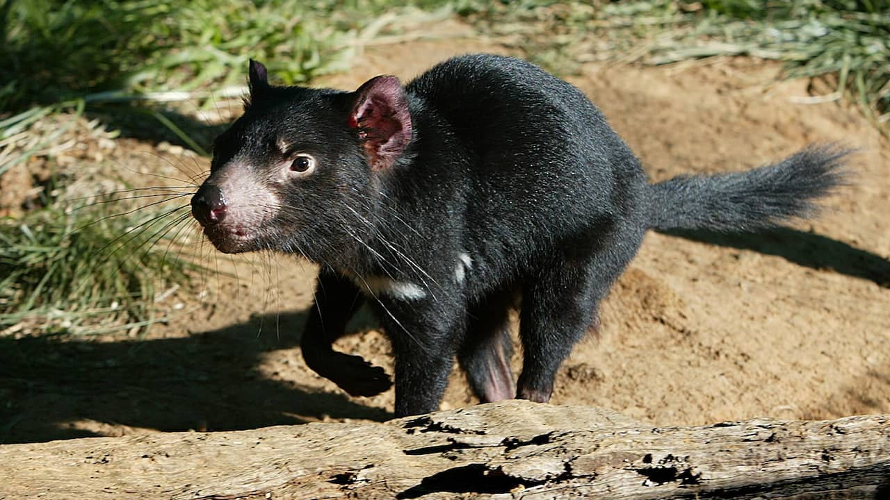 tasmaanse-duivel-leeft-na-drieduizend-jaar-weer-op-australisch