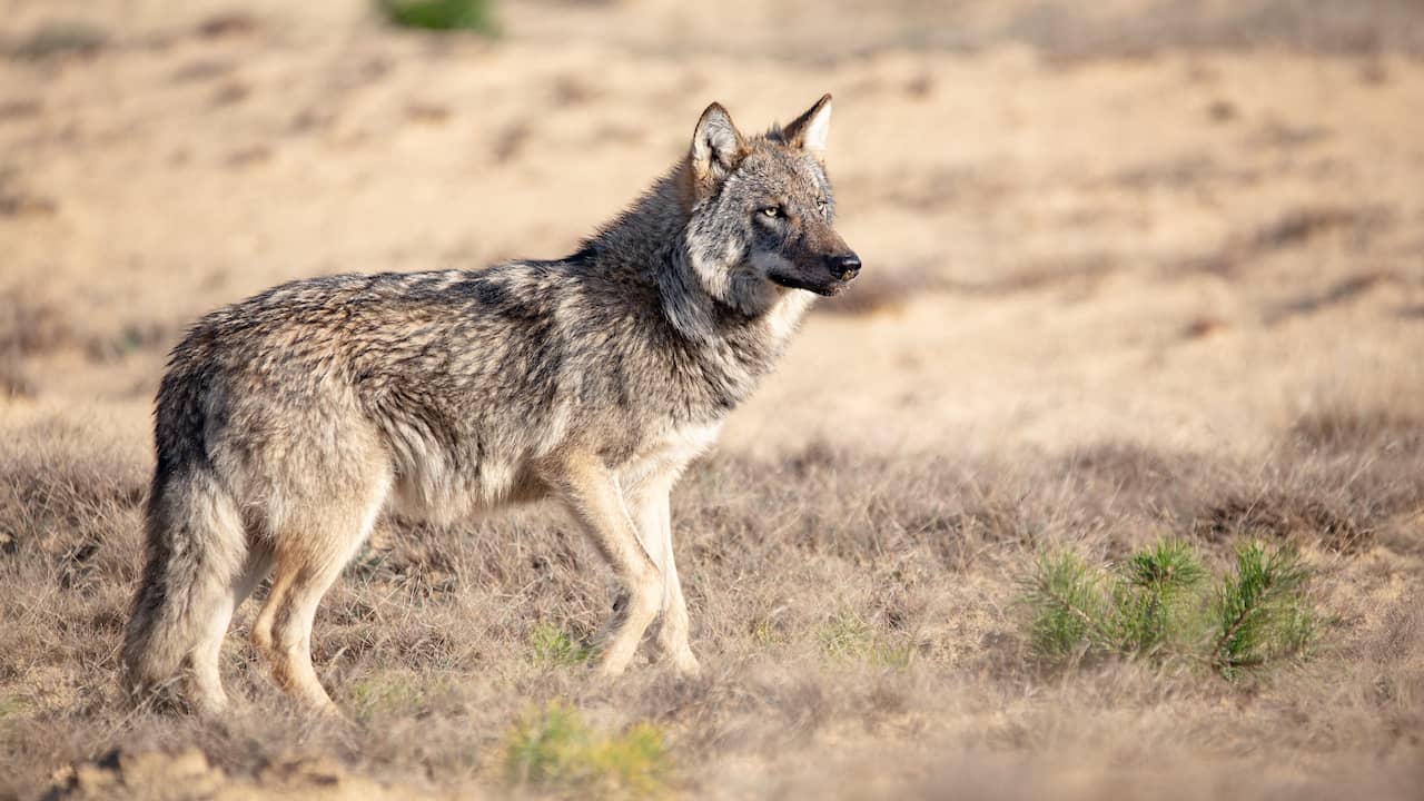 Hond doodgebeten door wolf in provincie Utrecht, voor ogen van baasje