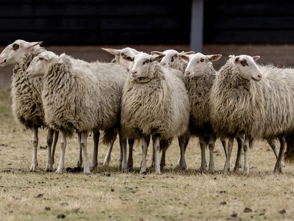 Honden die schapen doodbeten op kinderboerderij Rosmalen in beslag genomen