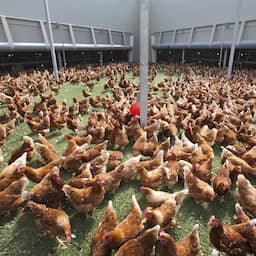 Per direct landelijke ophokplicht voor pluimvee na drie uitbraken van vogelgriep