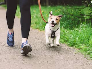 Vier honden overleden na wandeling in Schiedams park door mogelijk gif