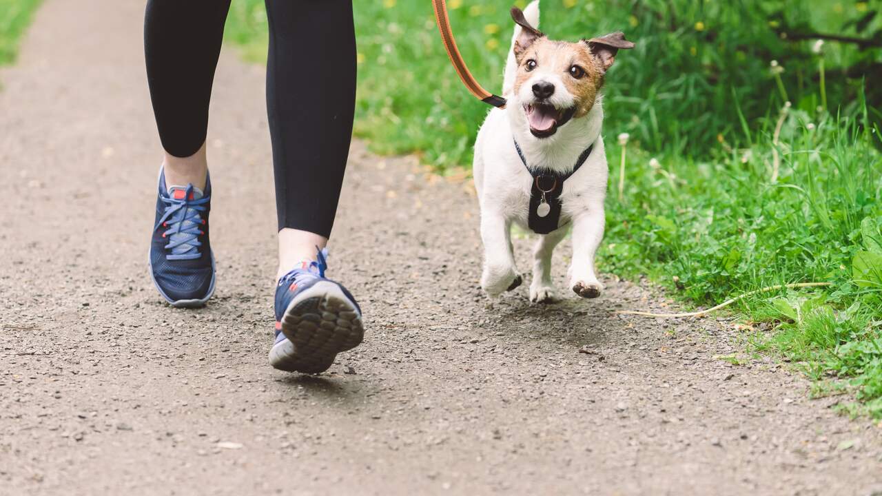 Foto bij Vier honden overleden na wandeling in Schiedams park door mogelijk gif