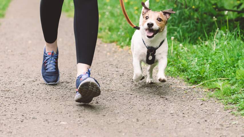 Foto bij Vier honden overleden na wandeling in Schiedams park door mogelijk gif