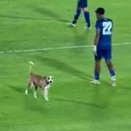 Video | Hond rent kwispelend over veld tijdens WK-uitzwaaiwe