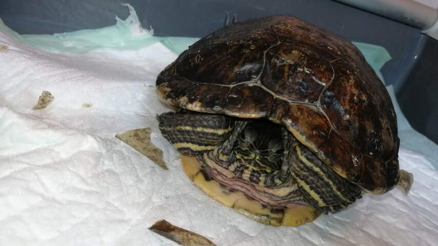 Schildpad die ziek per post aankwam bij opvang maakt het goed | Dieren