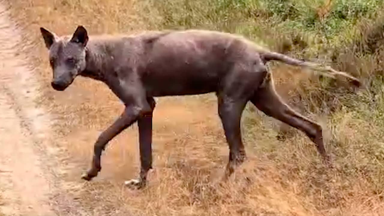 Video | Mountainbiker filmt wolf met huidziekte bij Apeldoorn