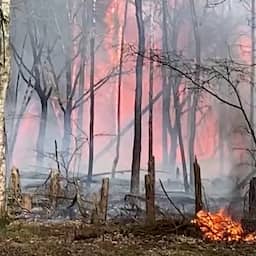 Video | Brandweer probeert grote brand in Zeeuws bos te blussen
