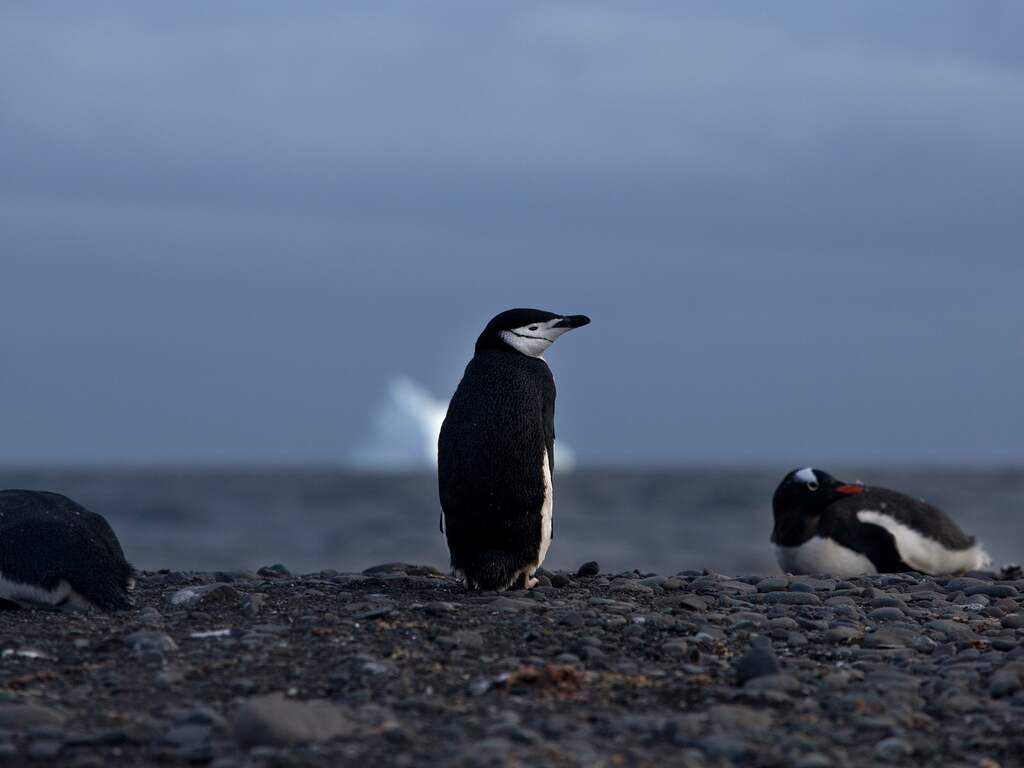 Veelbelovende celtherapie en vrijgelaten pinguïns: het goede nieuws deze week