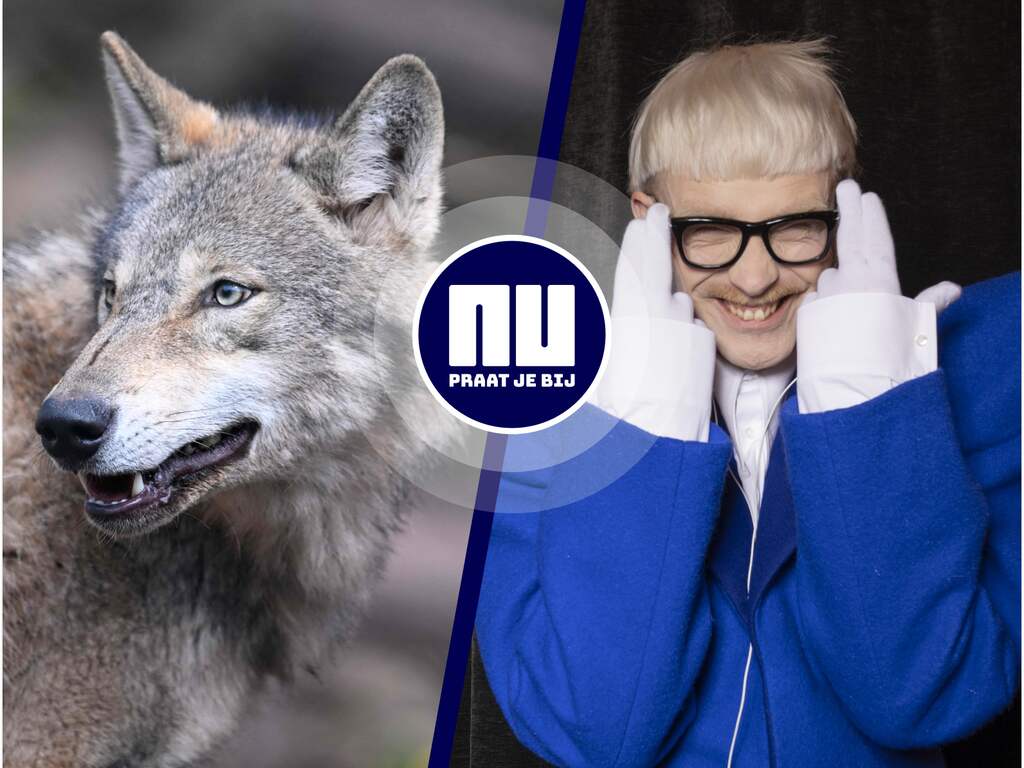 Een bedelende wolf is een slecht teken | Joost Klein in top 3