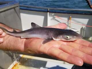 Waddenzee lijkt ideaal voor ruwe haaien om op te groeien