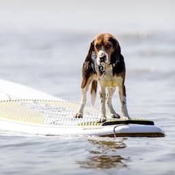 Temperatuur gaat flink oplopen: volgende week kans op 35 graden