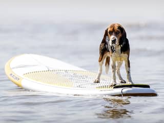 Temperatuur gaat flink oplopen: volgende week kans op 35 graden