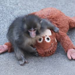 IKEA-knuffel vliegt over toonbank nadat verstoten aapje er viral mee was gegaan