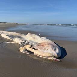 Dode vinvis van 11 meter aangespoeld op strand Ameland: 'Niet veel van over'